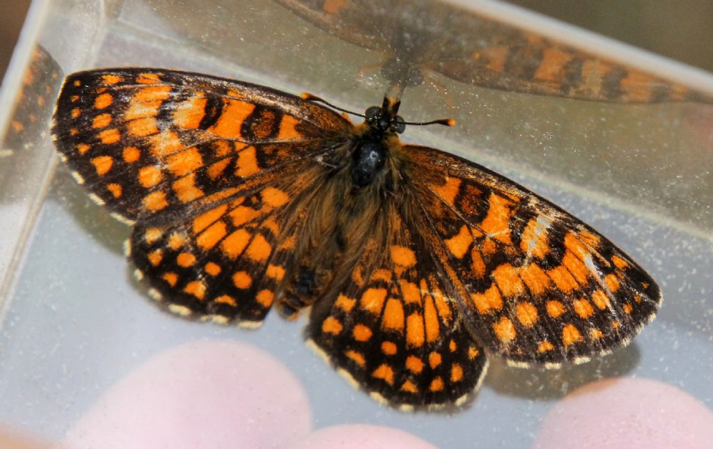 Melitaea celadussa?  S�